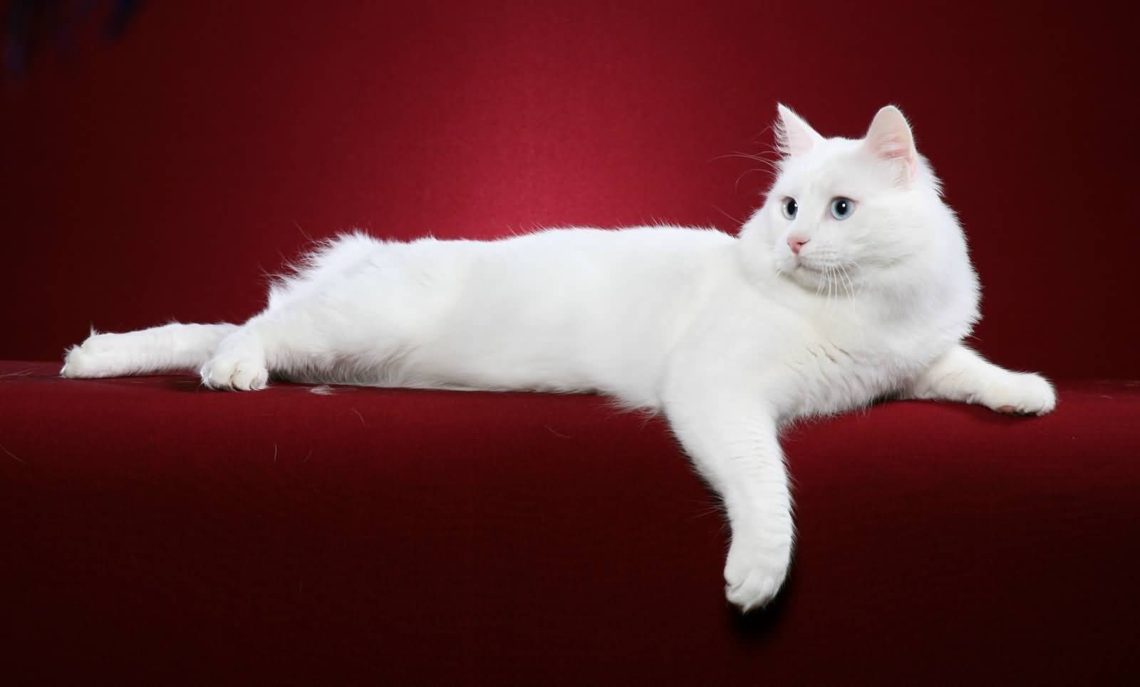 Фото кошек порода турецкая порода