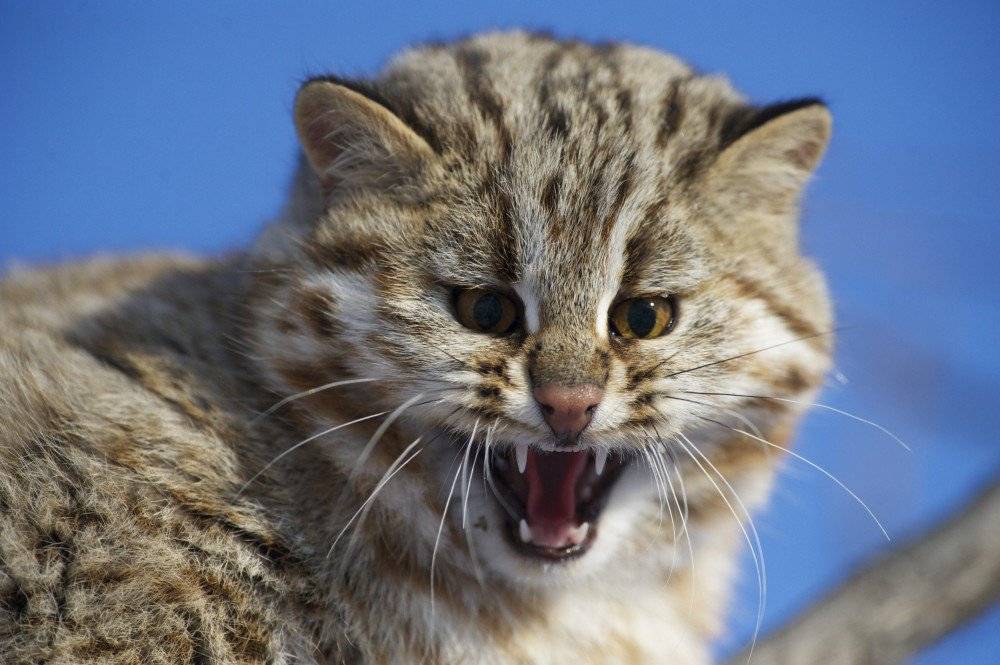 Амурский лесной кот – совершенное создание, подвид бенгальской кошки