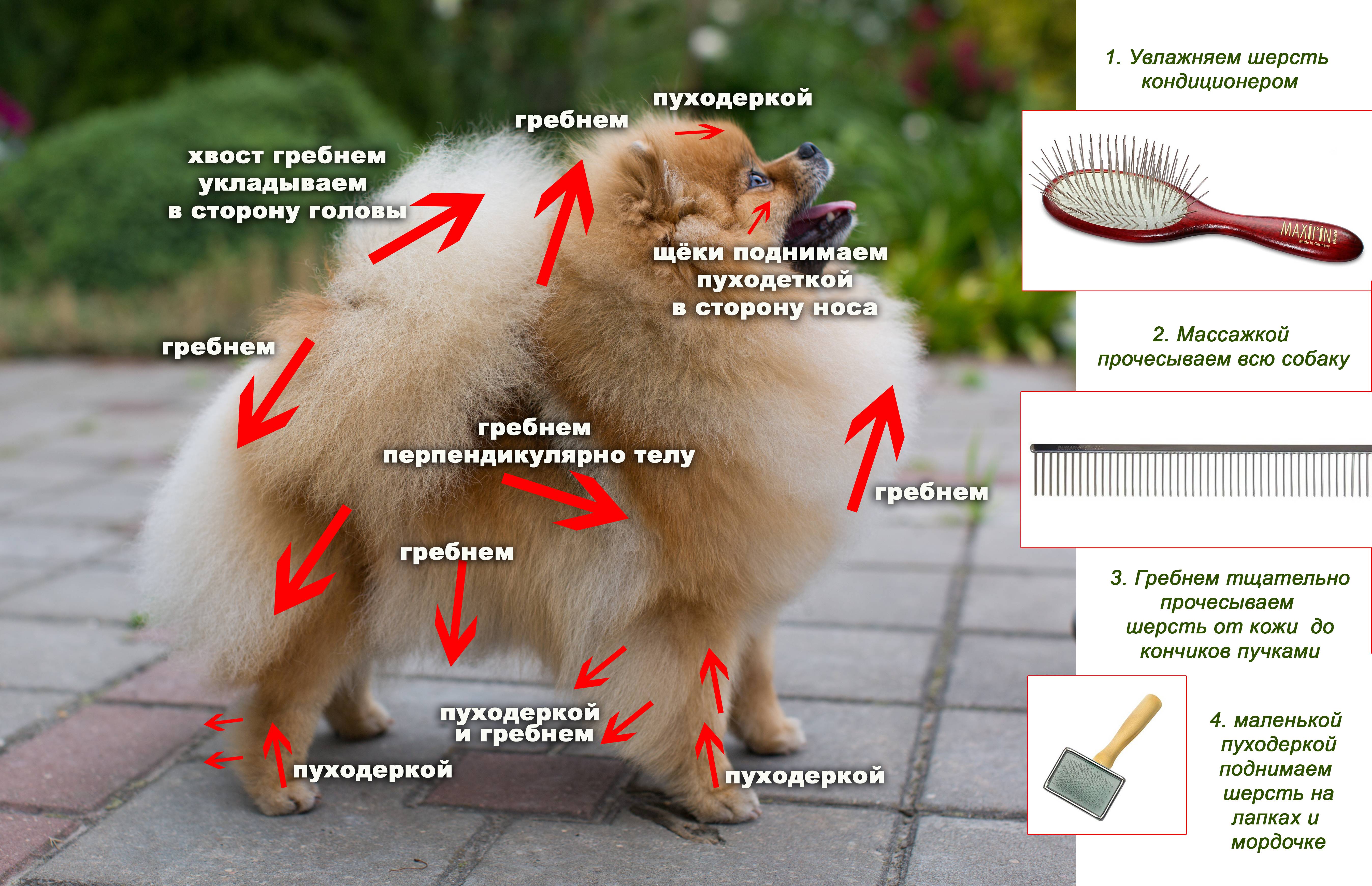 На сколько хватает стрижки собак