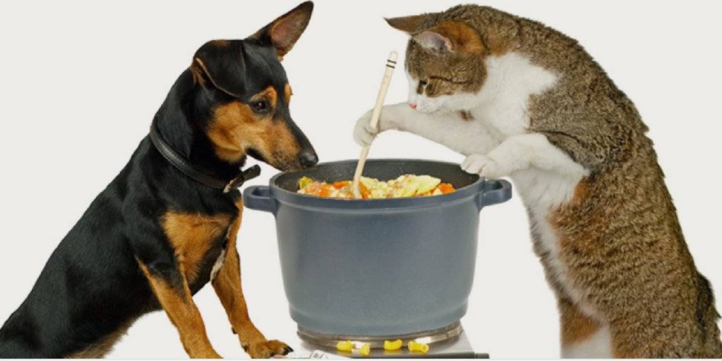 Можно собакам давать корм для кошек