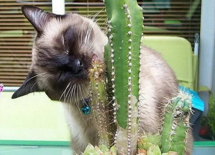Как отучить кошку есть комнатные цветы и другие растения: воспитываем, отвлекаем, приучаем