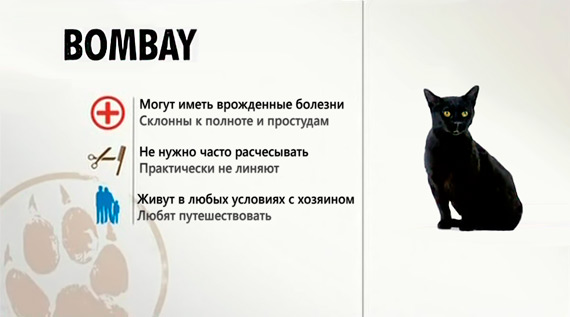 Кошки бомбейские: описание породы, характер, особенности ухода, история
