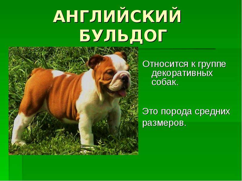 Фильм "бетховен": порода собаки, характер :: syl.ru
