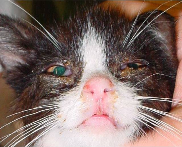 Чем лечить ринотрахеит у кошек - способы лечения