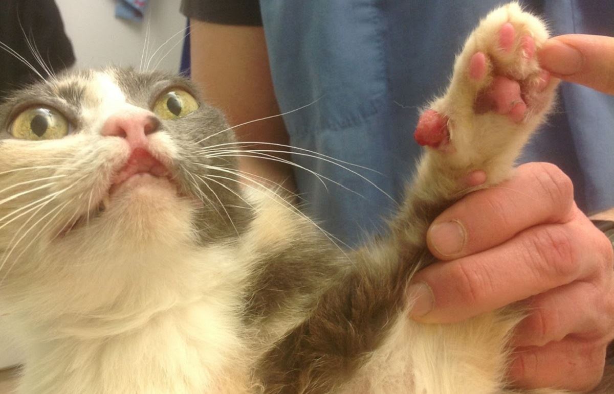 Эозинофильная гранулема у кошек: терапия и лечение, фото