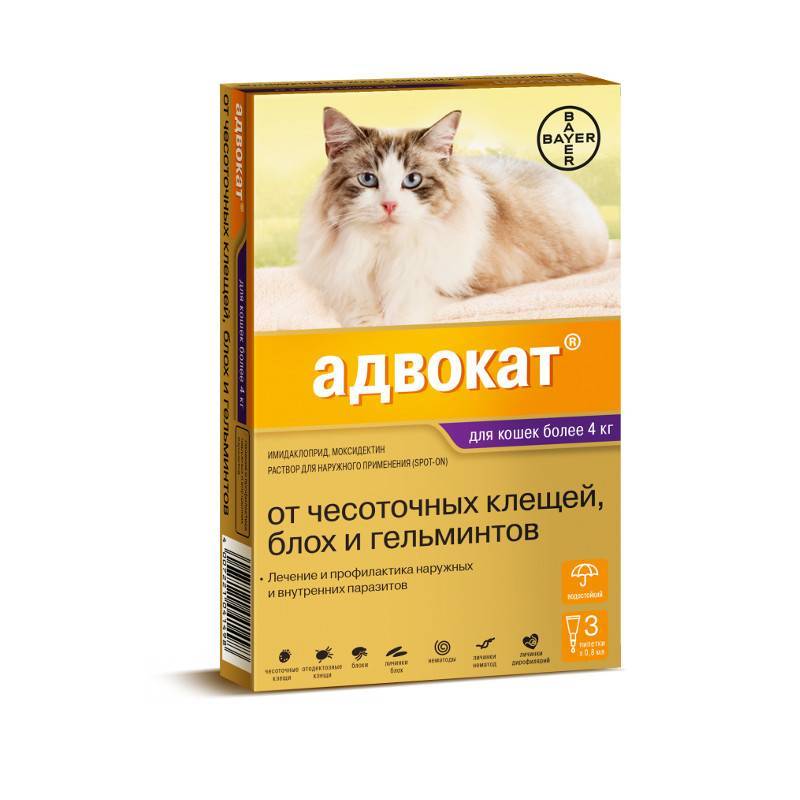 Капли от глистов на холку для кошек: популярные препараты