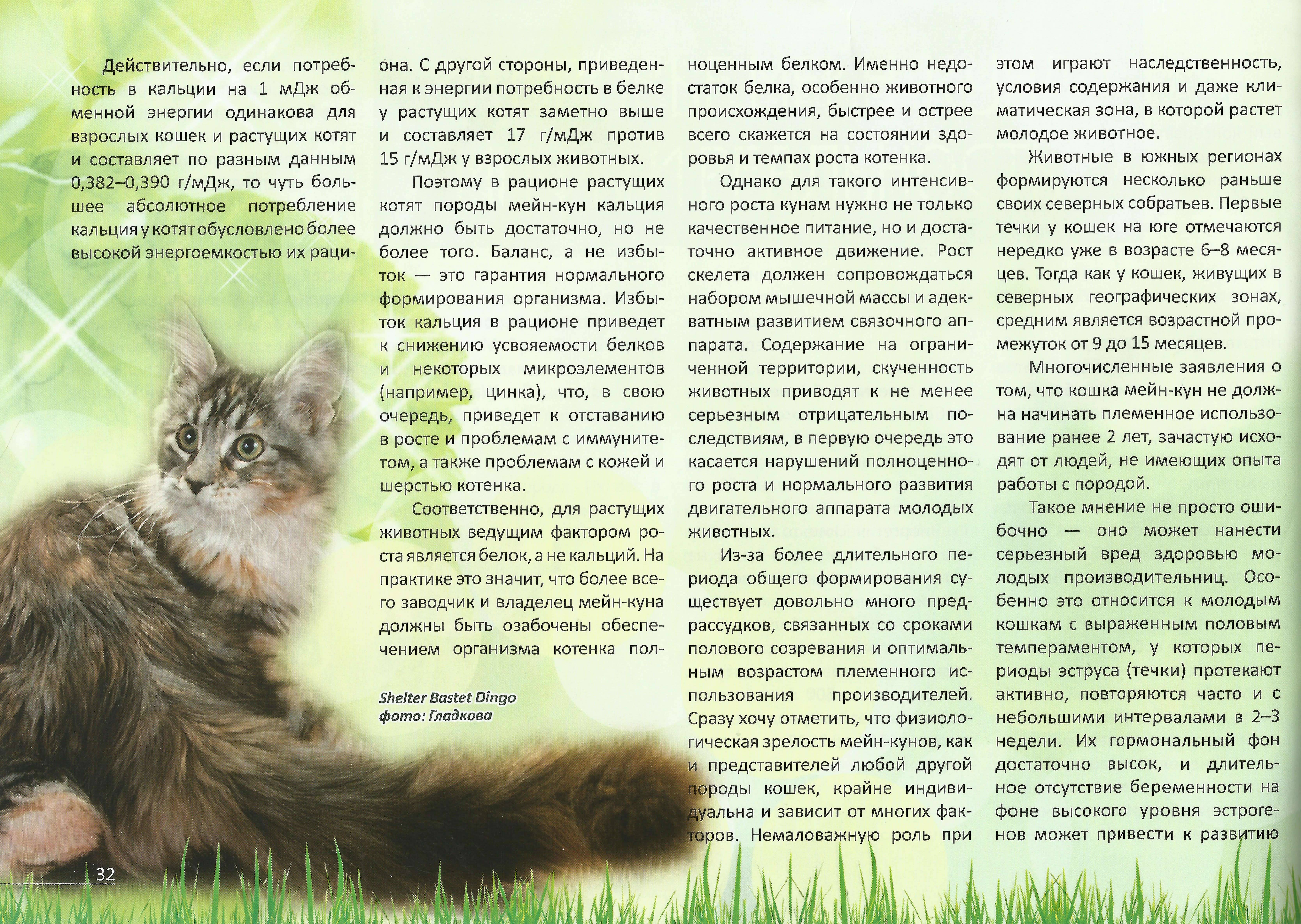 Коты породы мейн-кун — полный обзор и описание характеристик | обалденно