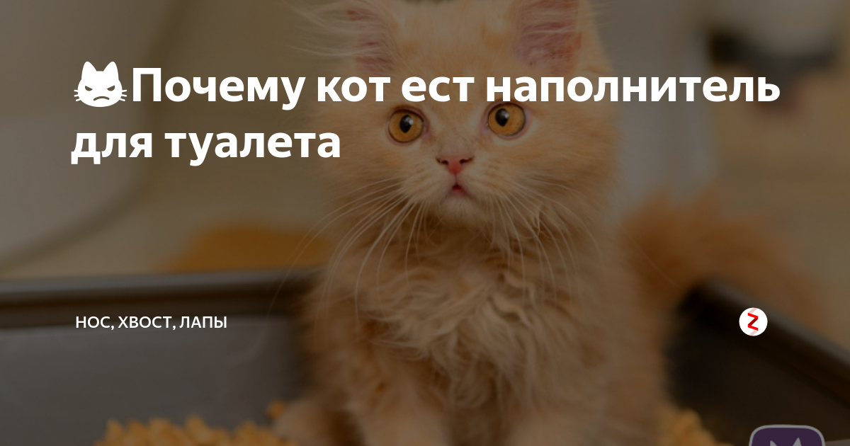 Котенок ест наполнитель