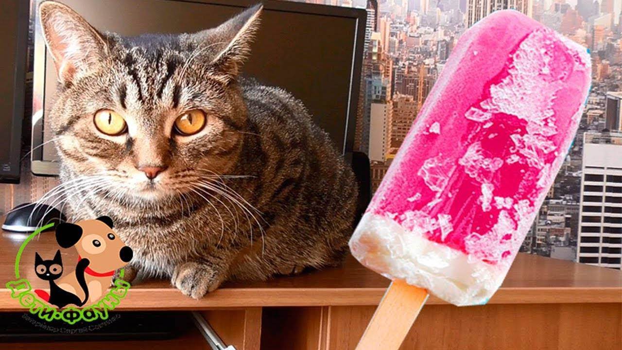 Можно ли кошкам сладкое – шоколад, мороженое, а если нельзя, то почему?