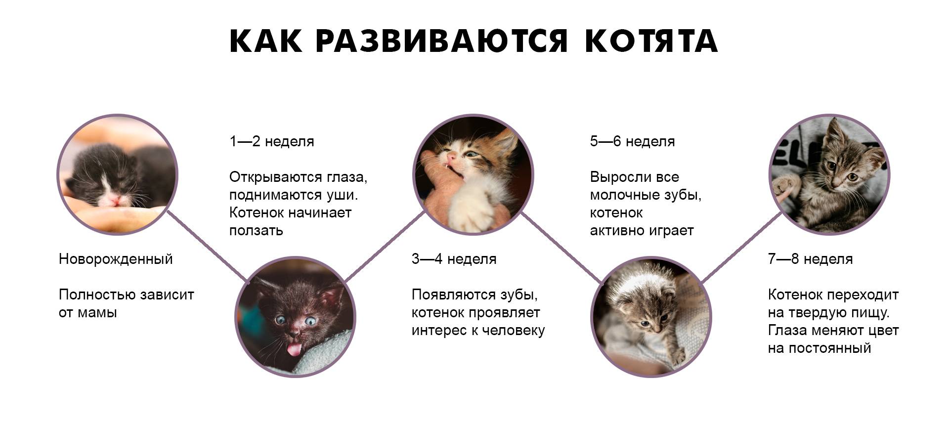 Как понять, что кошка рожает: признаки и первые предвестники | звери дома