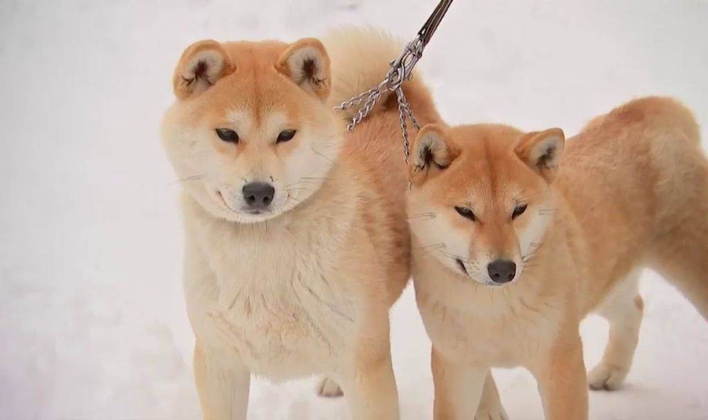 Сиба-ину (шиба-ину): все о собаке, характеристика и описание породы, фото и видео | dogkind.ru
