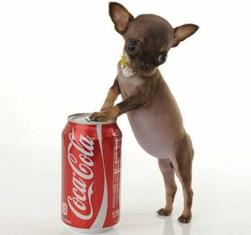 Самая маленькая собака в мире