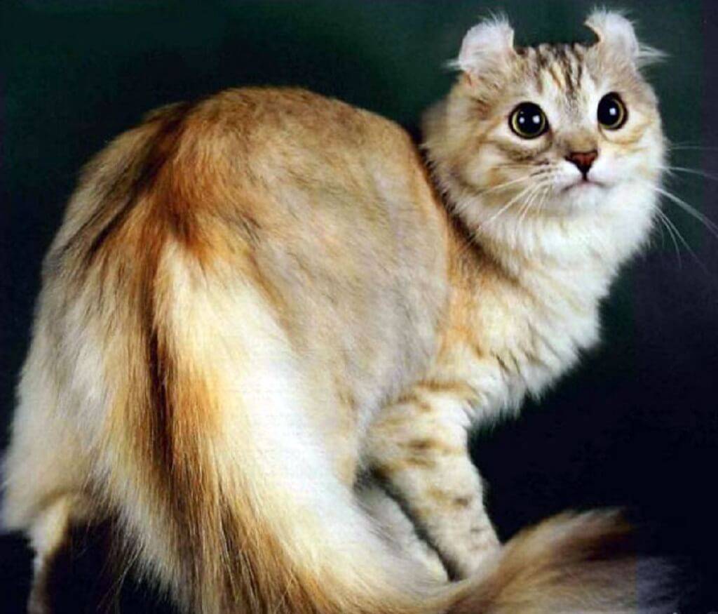 Порода кошек американский керл фото
