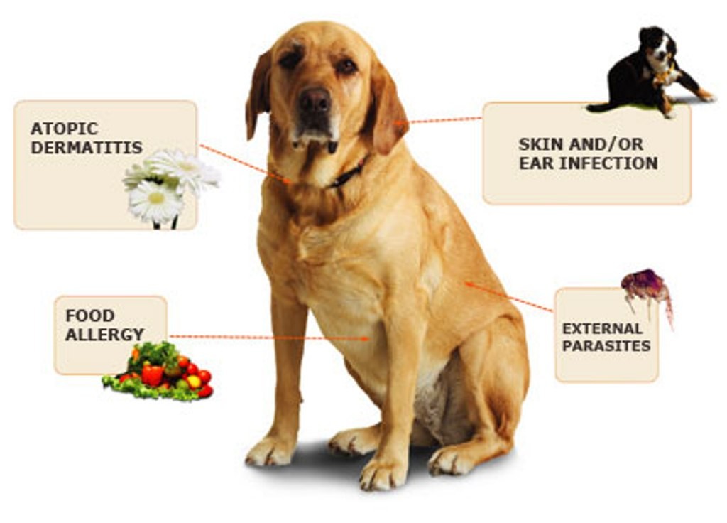 Атопический, блошиный и кожные дерматиты у собак: симптомы и лечение.