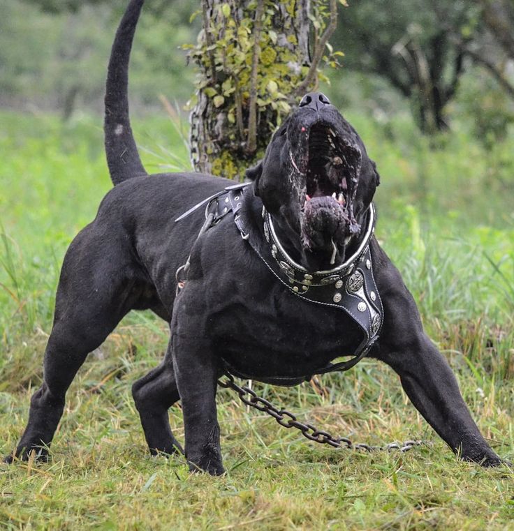 Топ-10 самых сильных собак. какие породы входят в список самых сильных собак в мире?