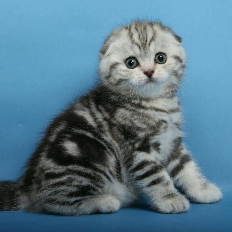 Кошка шотландская шиншилла: описание и характер породы, фото котят