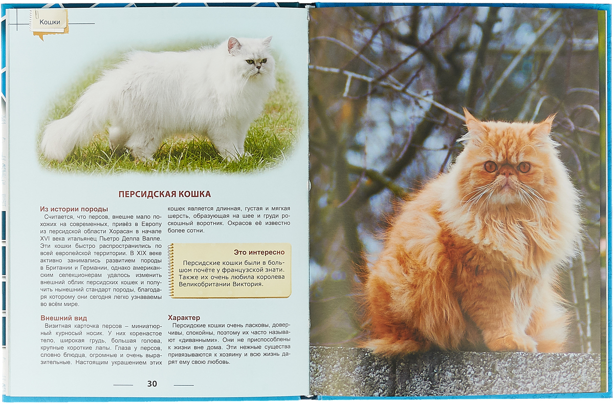 Длинношерстные породы кошек, их названия и фото, советы по уходу за ними