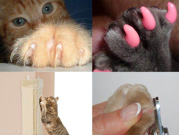 Что будет, если коту обрезать усы?