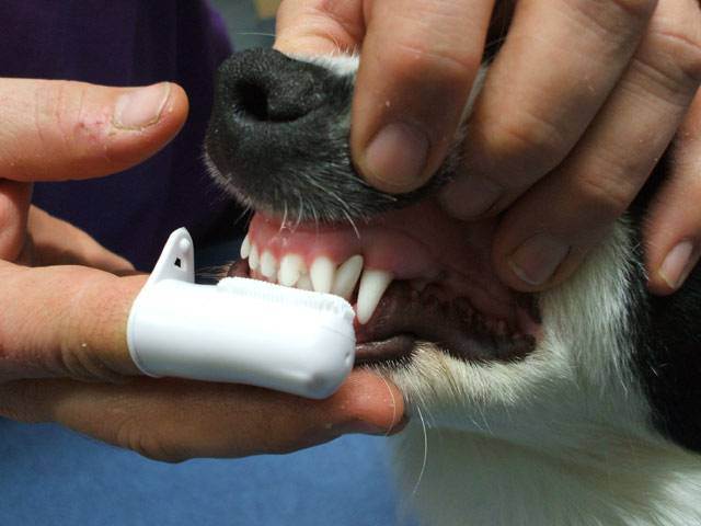 «чеширский кот»: как правильно ухаживать за зубами своего питомца