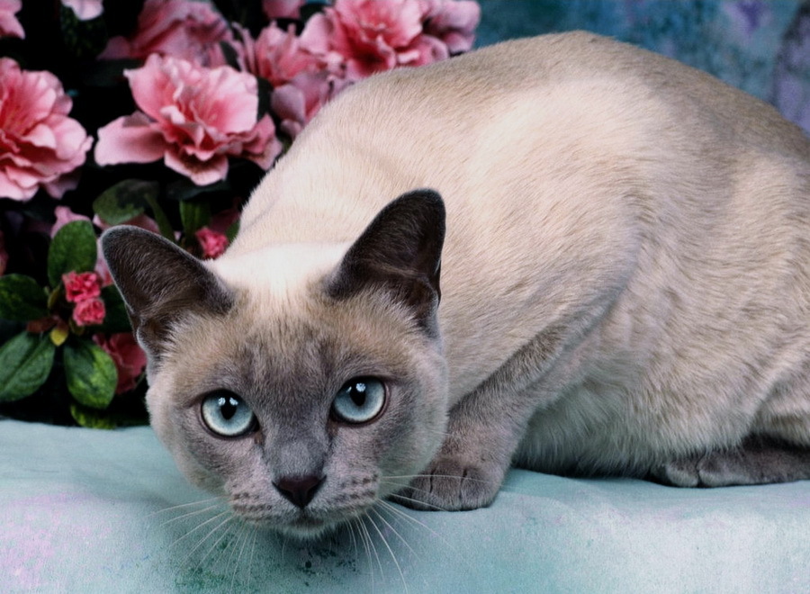 Тонкинская кошка: описание породы, характер, уход, разведение