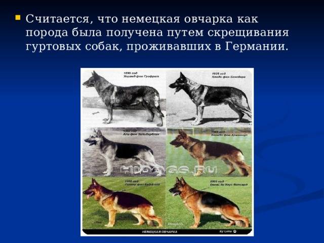 Какие собаки выведены путем скрещивания: особенности процесса и породы