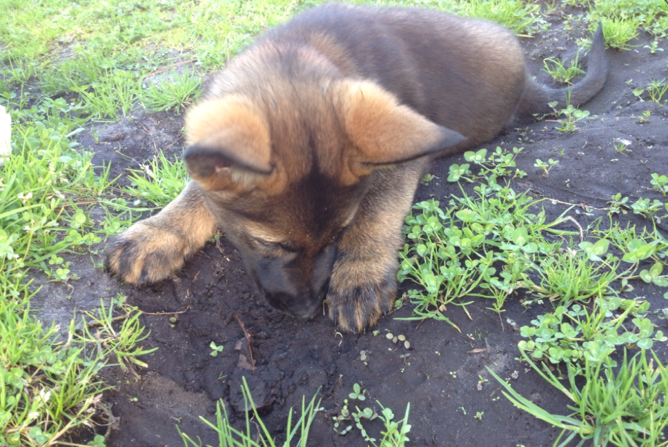 Собака копает ямы во дворе. Собака копает землю. Собака копает яму.