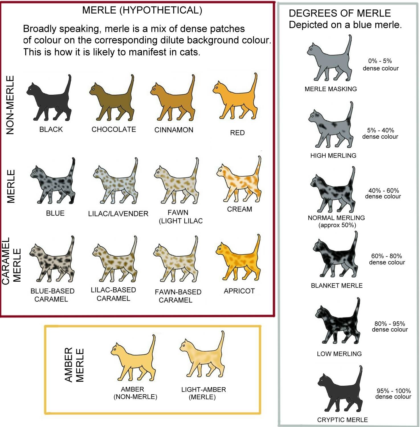 Окрас кошки: почему шерсть питомцев имеет разный цвет и рисунок, пятнистые и полосатые породы, черепаховые и мраморные коты, фото