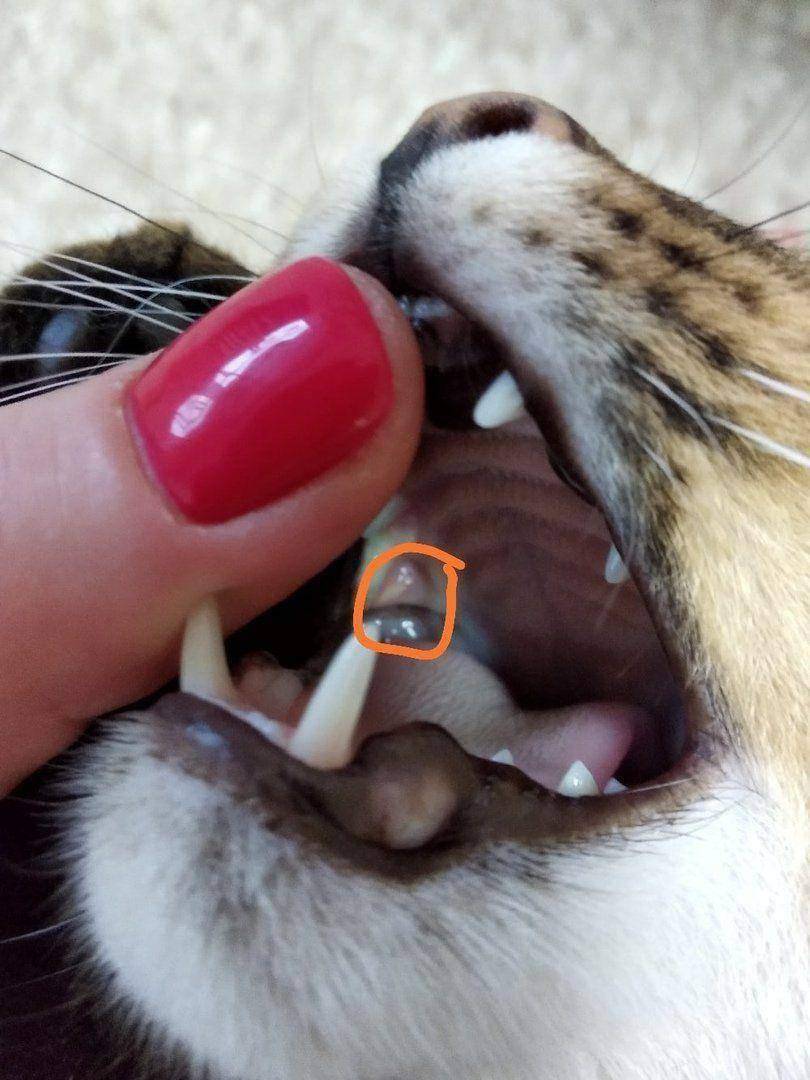 У кота текут слюни изо рта, в том числе каплями и прозрачные как вода: почему это происходит и что делать