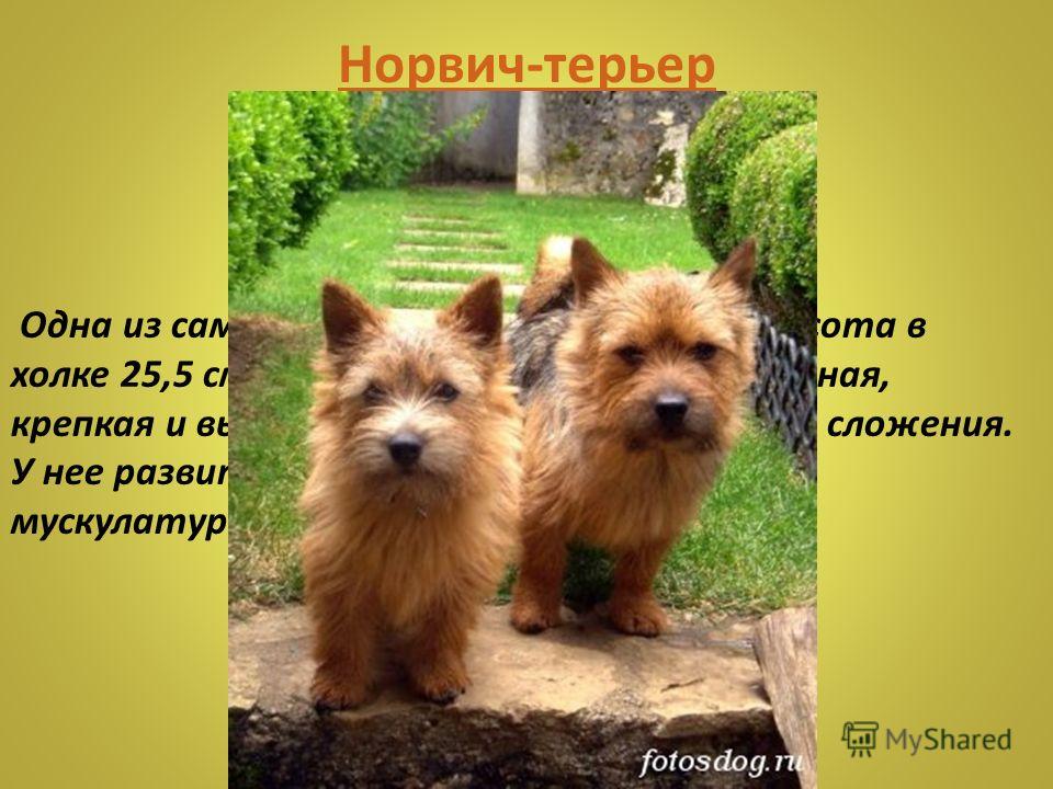 Норвич-терьер: фото, описание породы, стандарты, характер, болезни, питание