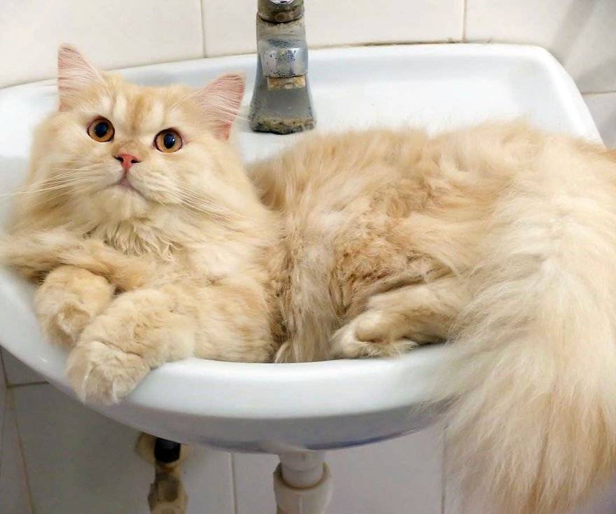 8 пород кошек, которые любят воду | скоттиш фолд вислоухое мяу