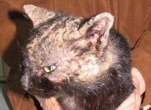Причины демодекоза у кошек, симптомы с фото, лечение препаратами и народными средствами в домашних условиях