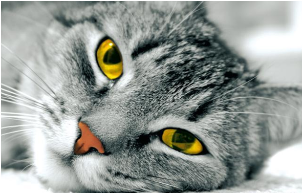 10 вирусных и инфекционных заболеваний кошек