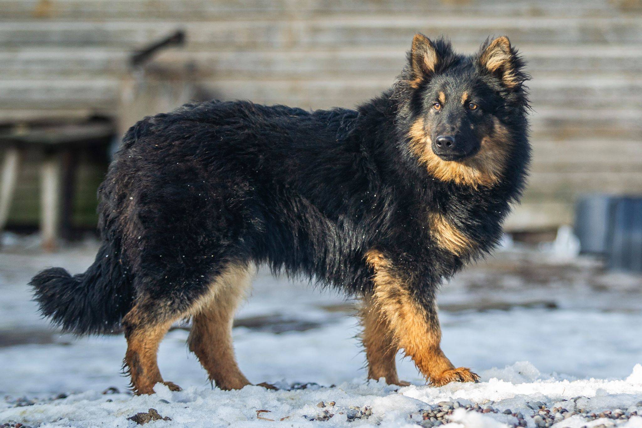 Ходская собака (чешская пастушья собака, богемская овчарка)
