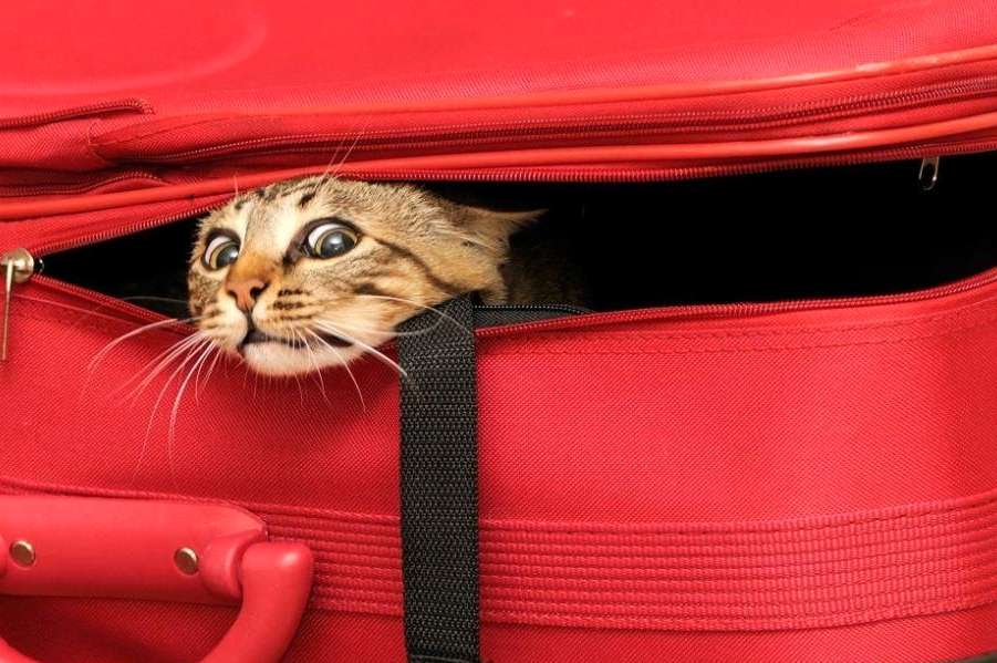 Вывоз кошки за границу: нюансы и особенности