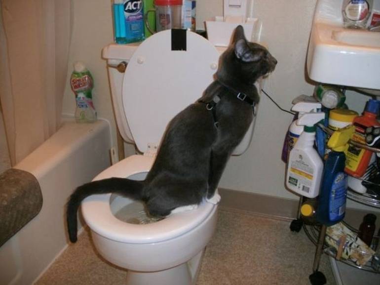 Почему котенок мяукает, когда ходит в туалет? | блог ветклиники "беланта"