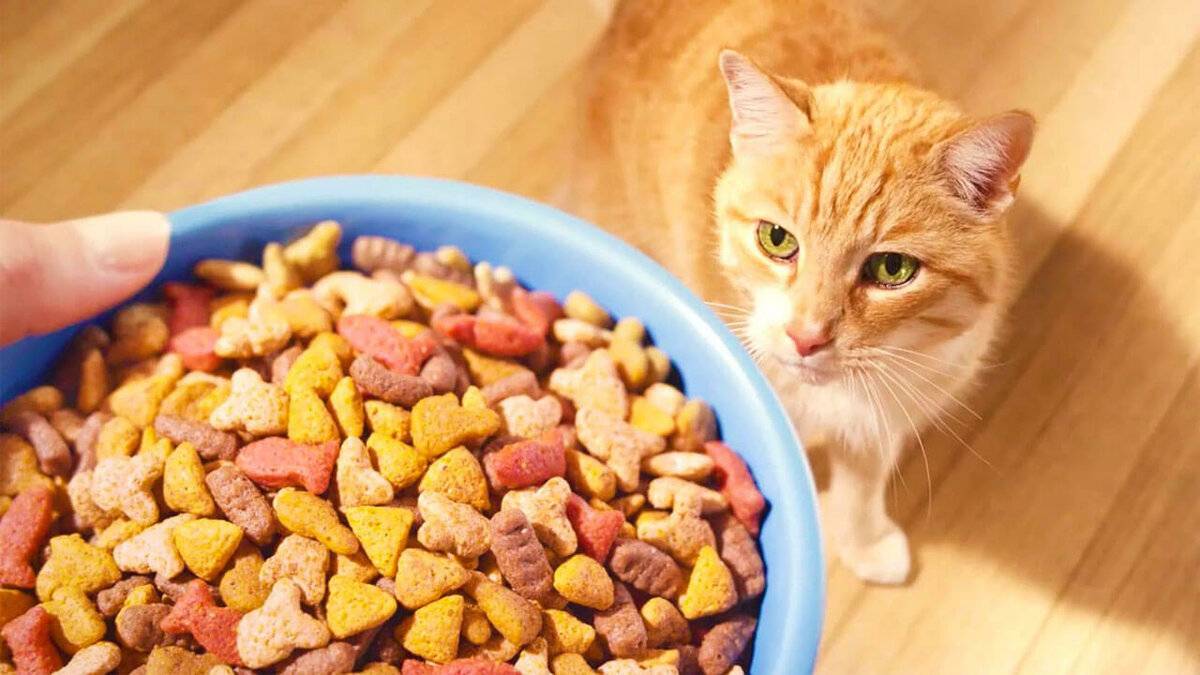 Можно ли кормить собаку кошачьим кормом, будет ли она есть сухой корм для кошек, почему нельзя давать и вреден ли он