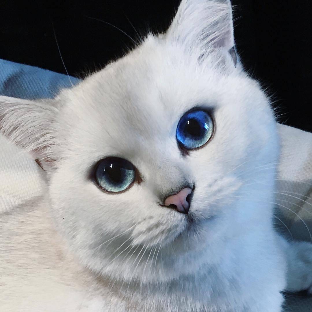 кошки с большими глазами порода фото