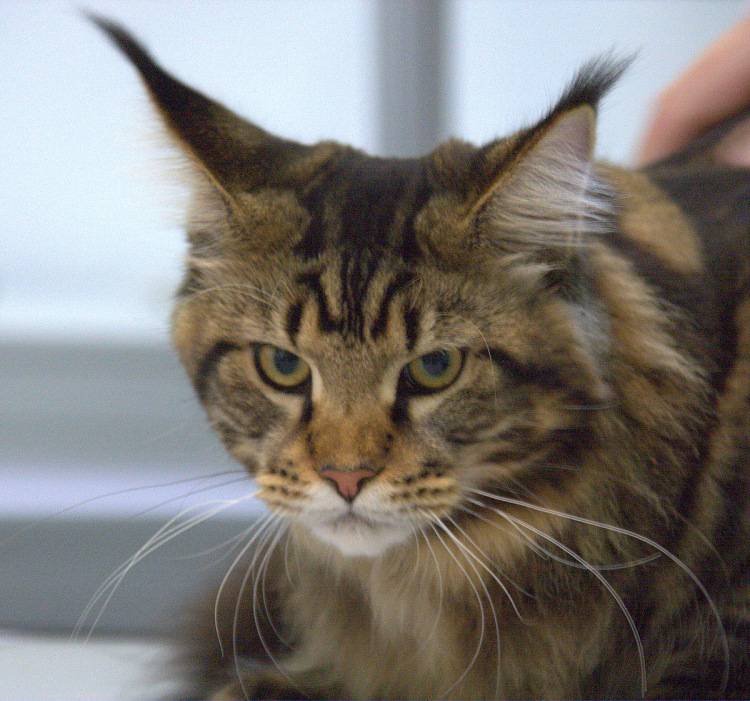 Породы кошек с кисточками на ушах: топ-6 пород с фото
породы кошек с кисточками на ушах: топ-6 пород с фото