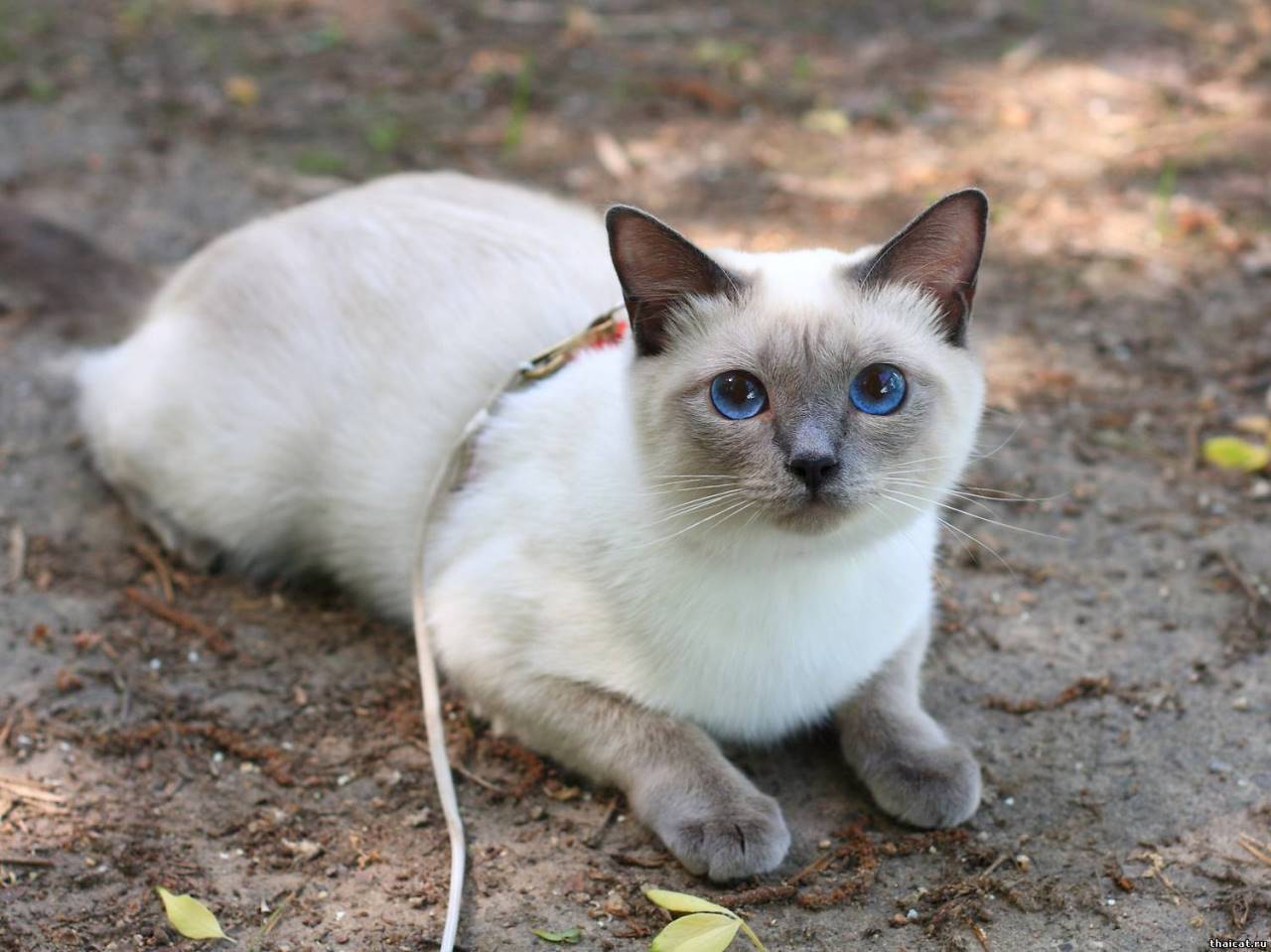 Характер сиамской кошки – активность, социализация, интеллект