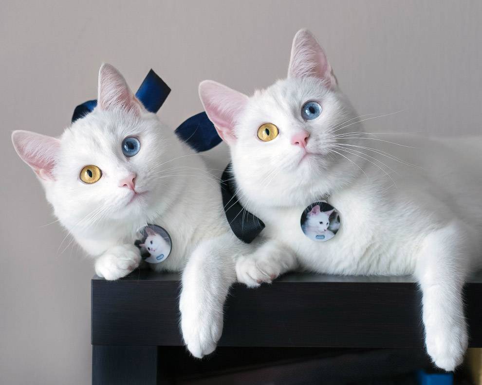 Самые умные породы кошек: топ рейтинг!