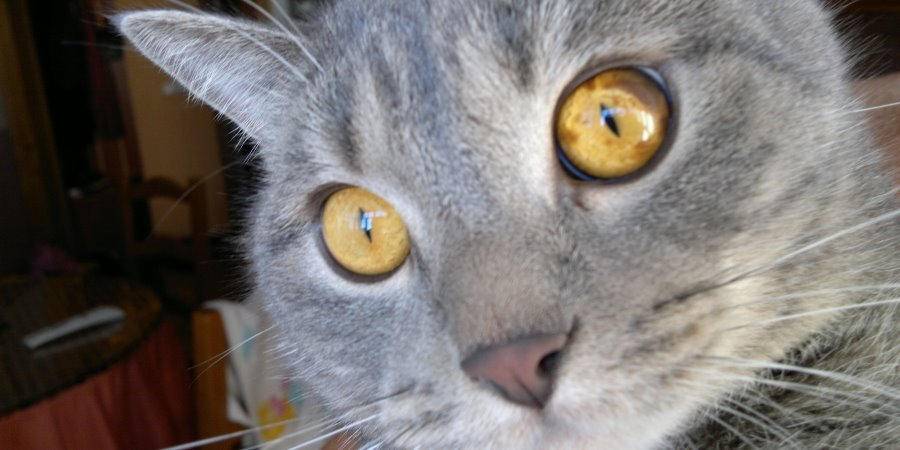 У кошки на глазу коричневое пятно: причины, лечение