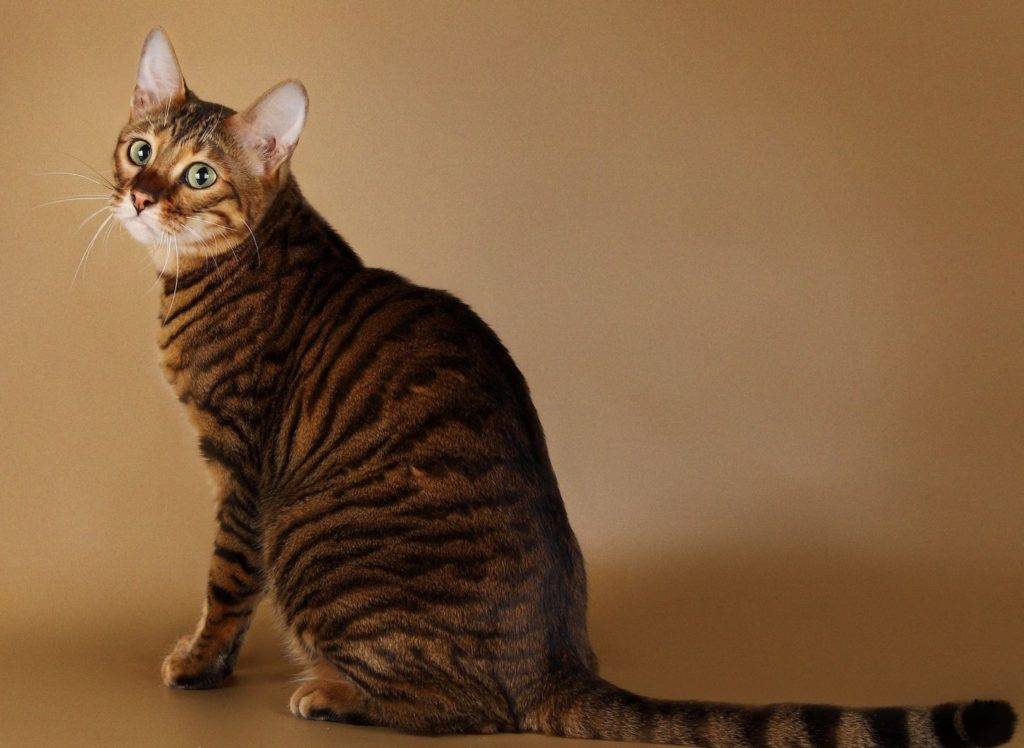 Порода кот тигрового окраса - описание и характер