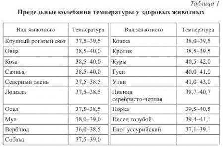 Температура у щенка норма