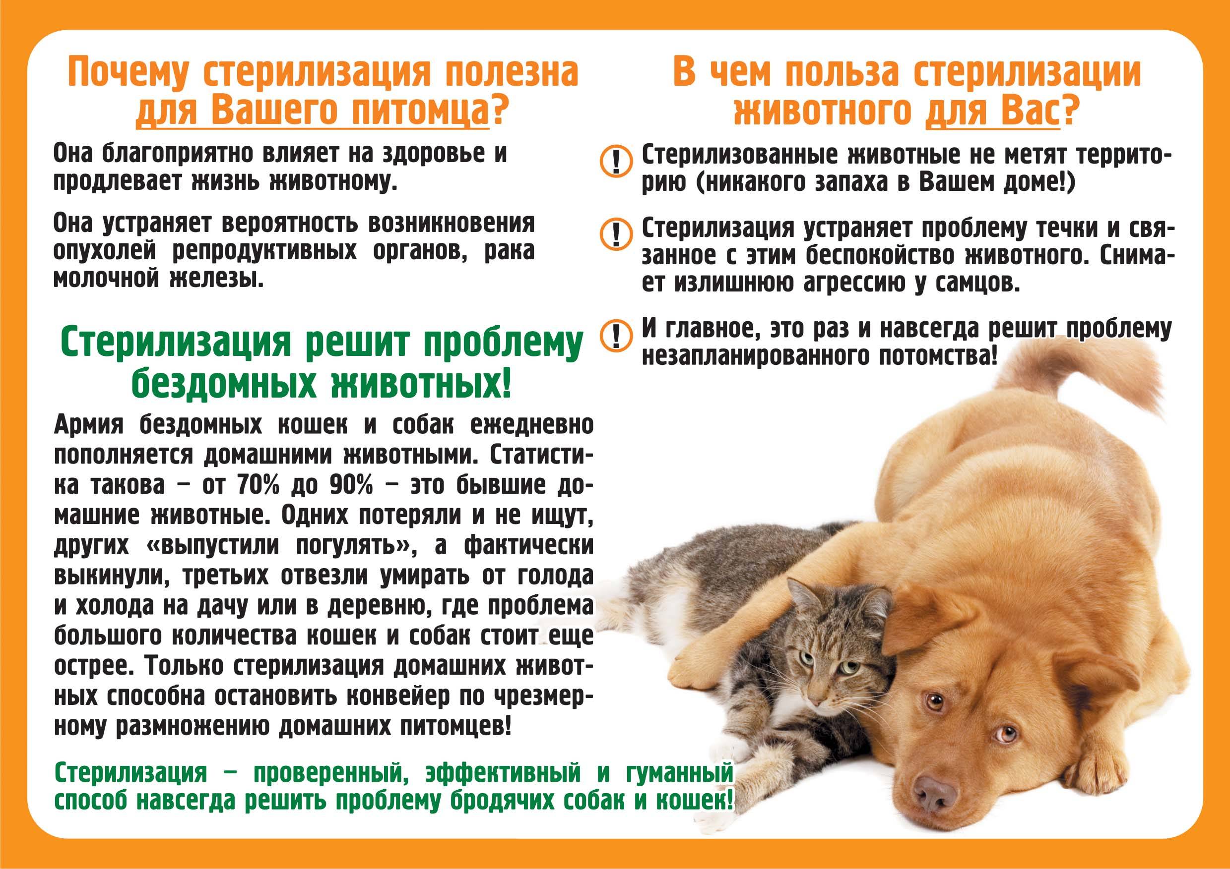 Стоит ли заводить русскую голубую кошку — плюсы и минусы породы | плюсы и минусы
