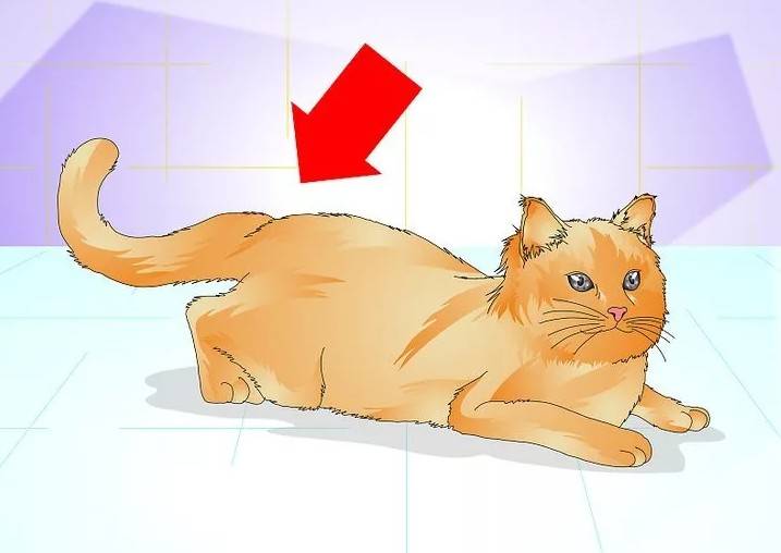 Течка у кошек: сколько длится и как успокоить. возраст наступления половой зрелости, признаки и периодичность течки