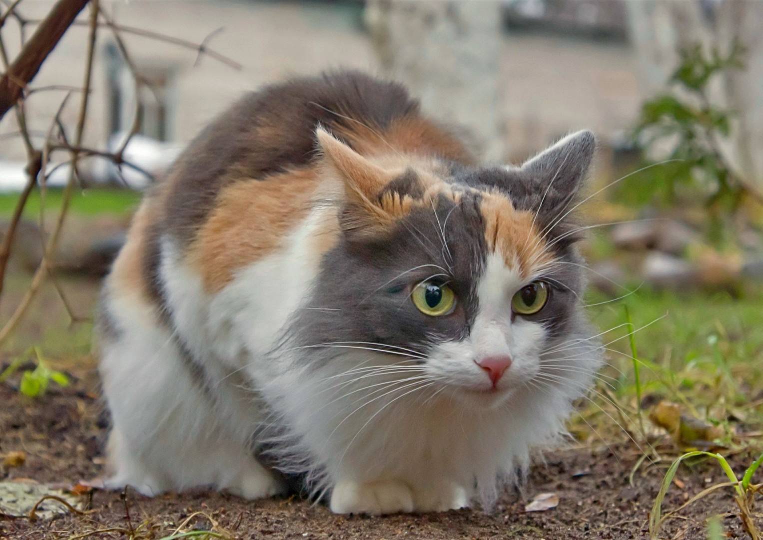 Трехцветные кошки: стандарты и особенности окраса, породы с описанием, фото