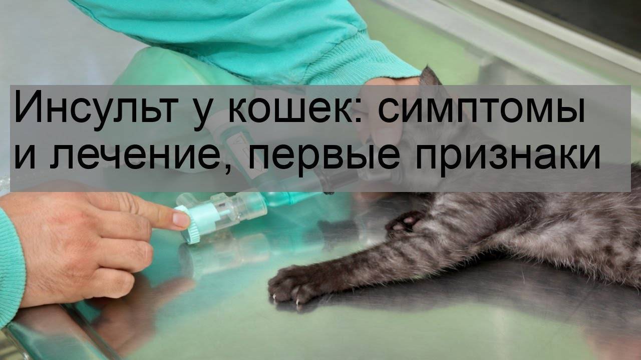Инсульт у кошек: симптомы и лечение, как помочь животному