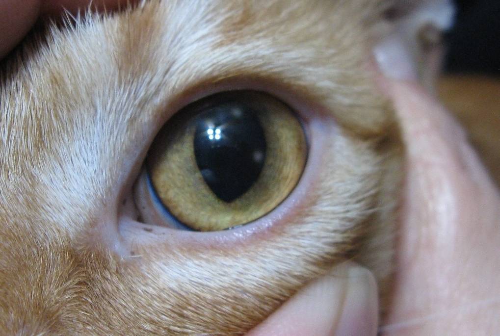 У кошки или кота коричневые выделения из глаз: причины и лечение темной жидкости