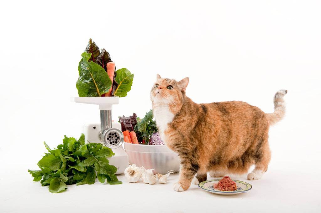 Лечебные корма для кошек при заболевании жкт и чувствительном пищеварении, их виды и состав, особенности кормления натуральной пищей