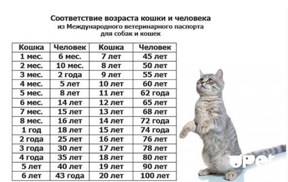 Сколько живут стерилизованные кошки в домашних условиях: отличия в длительности жизни от обычных кошек